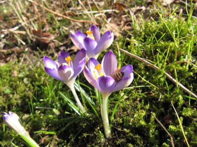 Crocus_heuffelianus_140218.jpg