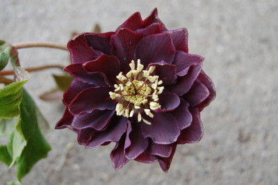 DSC_5199.JPG