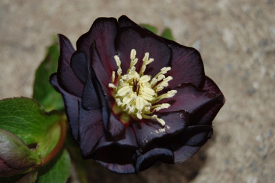 DSC_5274.JPG