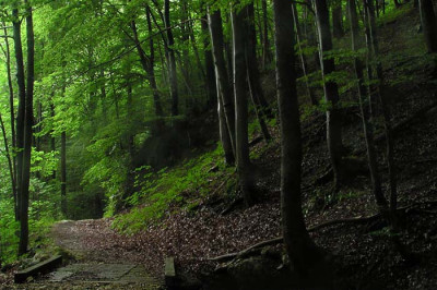 regen_wald_graben.jpg