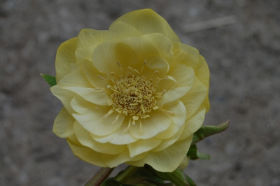 DSC_5238.JPG