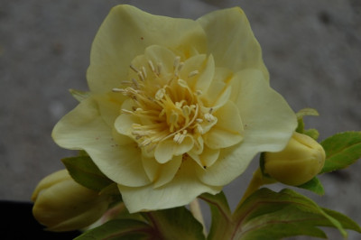 DSC_5254.JPG
