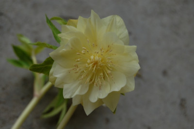 DSC_5230.JPG