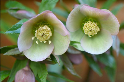 Helleborus-Feb1914_016.jpg