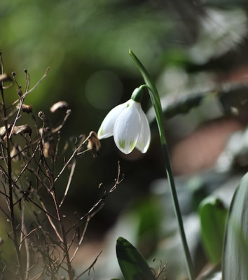 Galanthus_elwesii_02.jpg