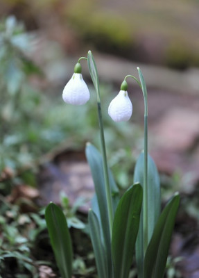 Galanthus_Diggory.jpg