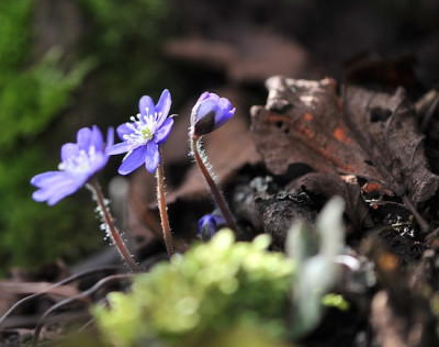 Hepatica_02.jpg
