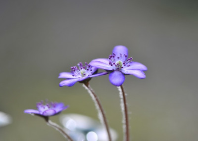 Hepatica_japonica_Utyuu.jpg