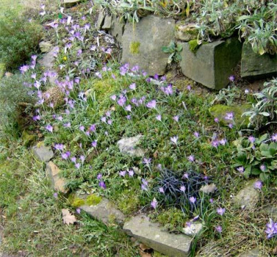 krokusse-sudl.jpg