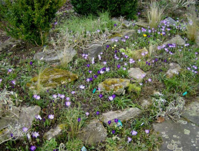 krokusse-nordl.jpg