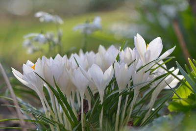 Krokusse-Feb2014_174.jpg
