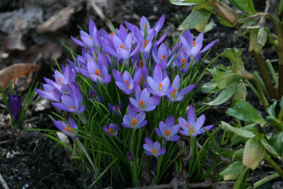 Fruhling0913a.jpg