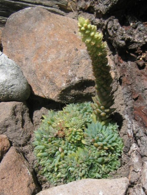 Sempervivum_20050709_02.jpg