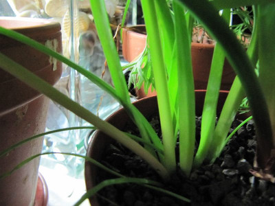 Ornithogalum_oder_was_2_140220.jpg