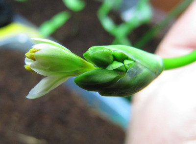 Ornithogalum_oder_was_140220.jpg