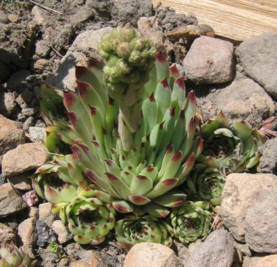 Sempervivum_20050709_03.jpg