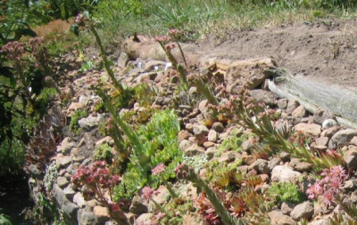 Sempervivum_20050709_05.jpg