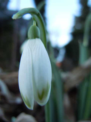 milder_Februar_2014_009.JPG