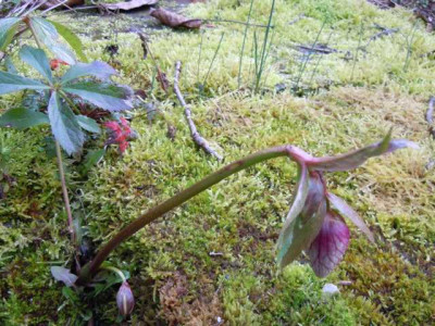 milder_Februar_2014_023.JPG