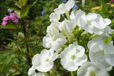 weisser_Phlox.jpg