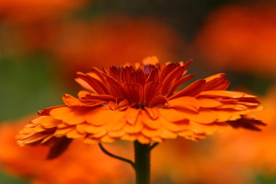 Calendula-Juli-4.jpg