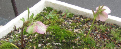 Helli-lig-ax-regen.jpg