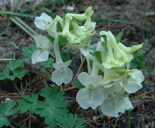 Corydalis_malkensis.JPG