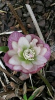 gefullt_rosa_kragen.jpg