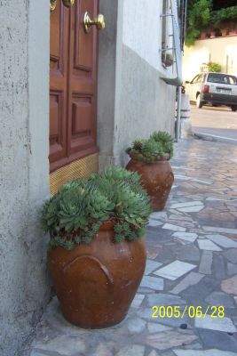 Sempervivum_in_Scarlino.jpg