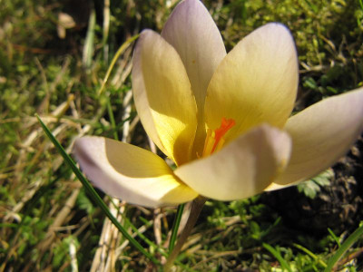 Krokus_lavendelgelb_140223.jpg