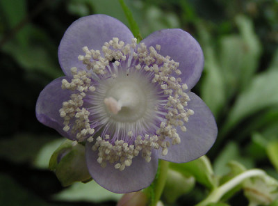 deinanthe_coerulea_eins.jpg