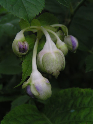 deinanthe_coerulea_zwei.jpg