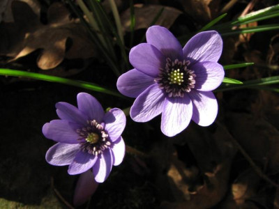 Hepatica_tr._anonyma-2014-02-25_006_k.jpg