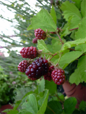 brombeere_01.jpg