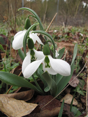 galanthus_2111.jpg