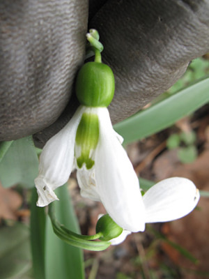 galanthus_2112.jpg
