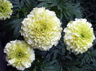 tagetes_erecta.jpg