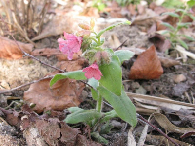 Pulmonaria_rubra_1_Kopie.jpg
