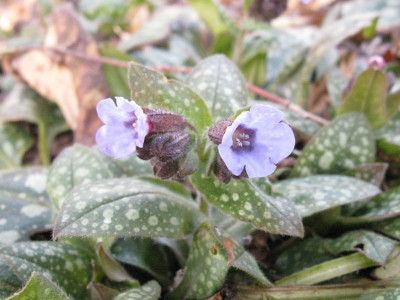 Pulmonaria_sacharata_Hellblau_Kopie.jpg
