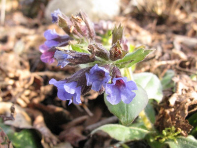 Pulmonaria_longifolia_Blauer_Typ_Kopie.jpg