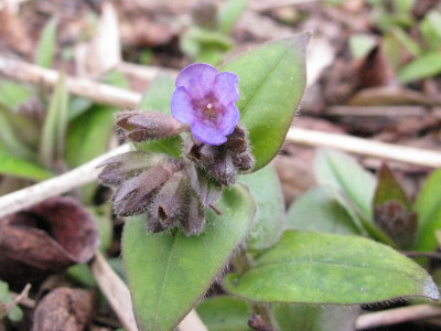 Pulmonaria_angustifolia_Azurea_Kopie.jpg