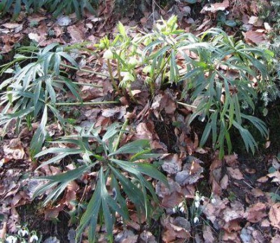 Helleborus-liguricus-charly2014kl.jpg
