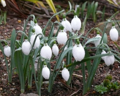 Galanthus_Daglingworth.JPG