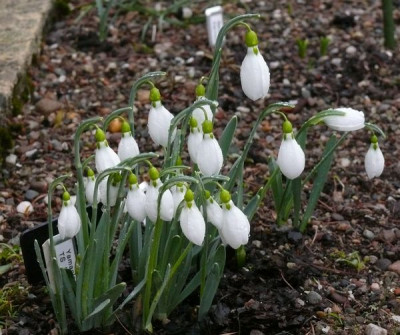 Galanthus_Yamanlar_ex_GC_2.JPG