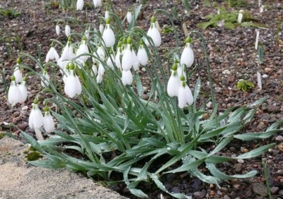 Galanthus_gracilis_Corkscrew.JPG