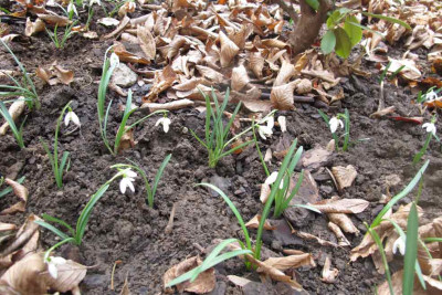 schneegloeck.jpg