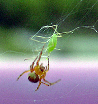 kreuzspinne_01.jpg