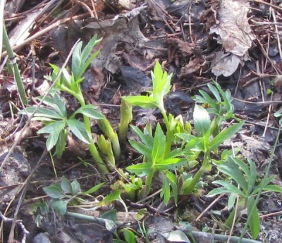 Helleborus-abruzzicus-charly2014-hase.jpg