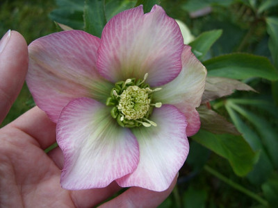 SS853662_helli_rosa_h.jpg