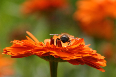 Calendula-Juli-3.jpg